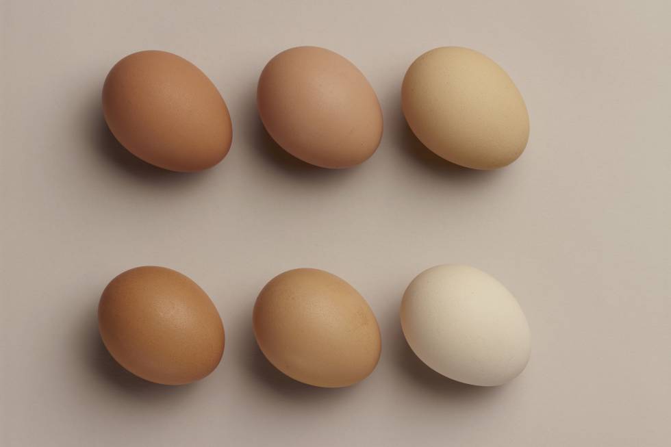 Que no debe comer una persona con salmonelosis