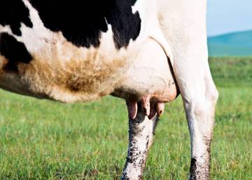 Volver a beber leche cruda, el último disparate de moda Volver a beber leche cruda, el último disparate de moda