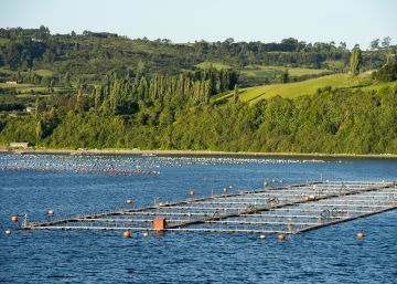 700.000 salmones ‘dopados’ escapan de una piscifactoría en Chile