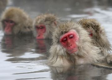 Varios macacos japoneses en Japón.