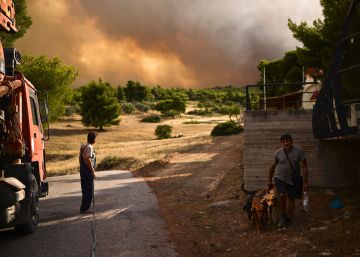 El rescate de los animales heridos por los fuegos en Grecia: “Cenizas para comer y ni una gota de agua”