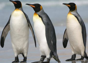 La mayor colonia de pingüino rey, en declive masivo