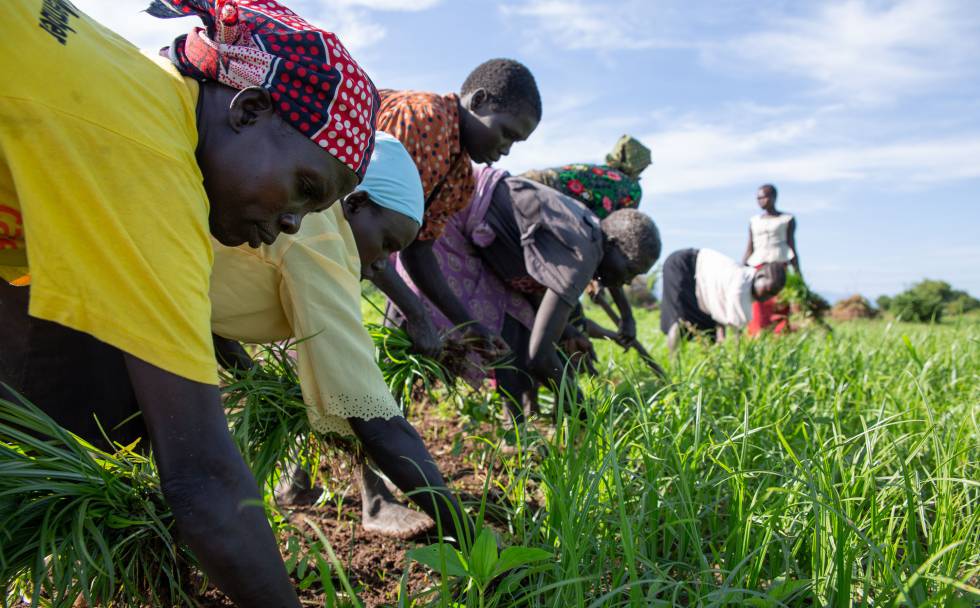 Agricultores trabalhando em Torit (Sudão do Sul)
