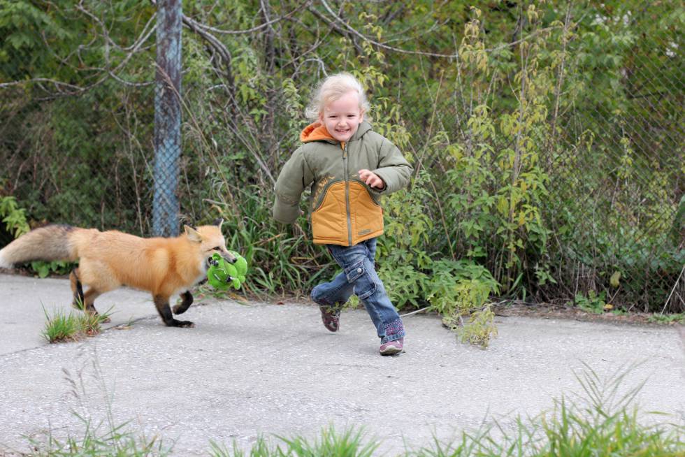 Una niña juega con uno de los zorros domesticados del Instituto Ruso de Citología y Genética.