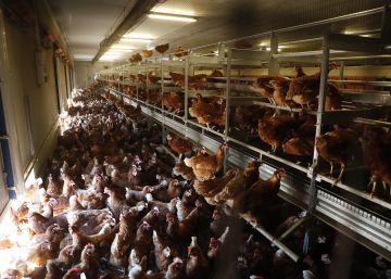 ¿Qué hacer con ellos?