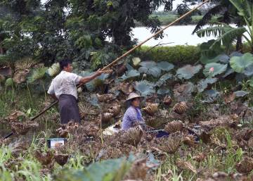 Así funciona la memoria de las plantas