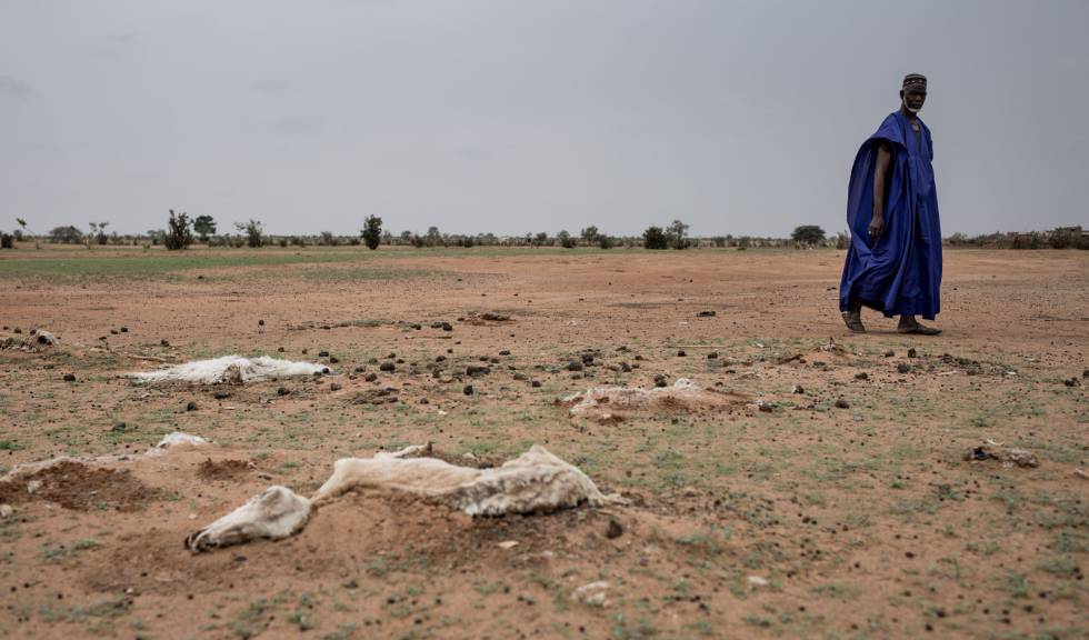 Animales muertos a causa de la sequÃ­a en Senegal. rn rn 