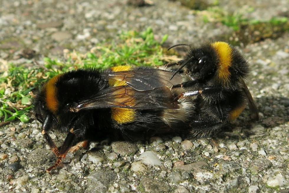 El pesticida sulfoxaflor reduce la descendencia fÃ©rtil del abejorro comÃºn.