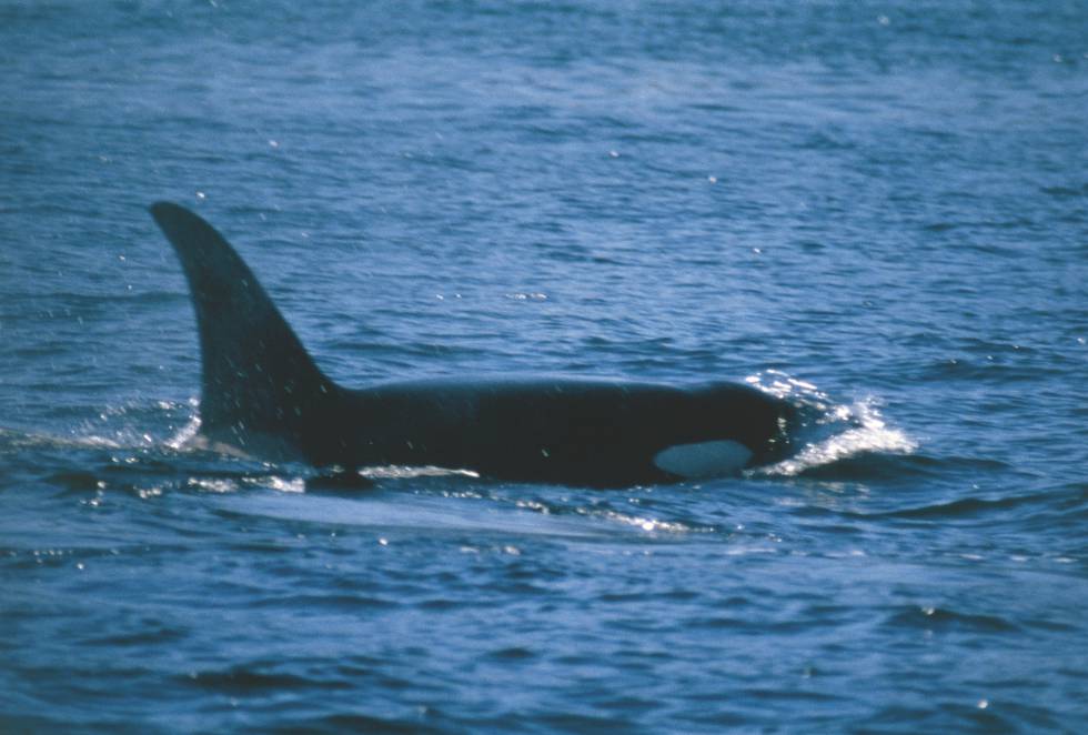 Ejemplar de orca en la zona de la Columbia Británica (Canadá), en el Océano Pacífico.