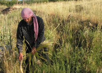 La agricultura también empezó con las lentejas