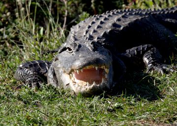 Un cocodrilo mata a una mujer que paseaba su perro junto a la laguna de un hotel en EE UU