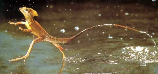 Estos animales reales son más increÃbles que los unicornios