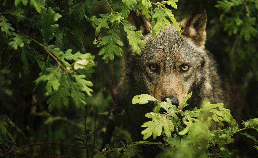 Resultado de imagen para lobo asturias