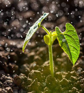 Los principales ingredientes del petricor son plantas y bacterias que viven en el suelo.  