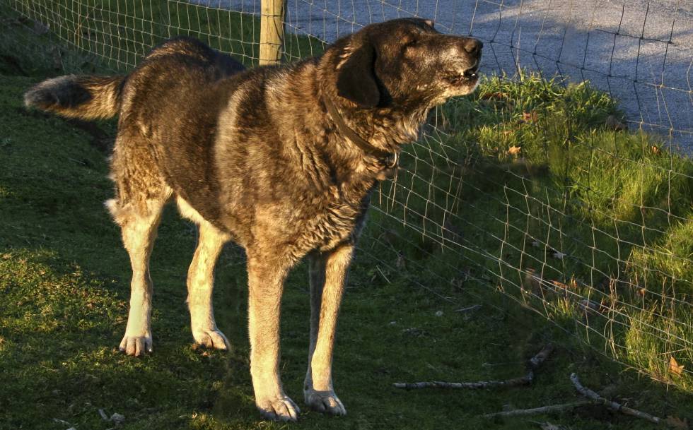 Un perro mastín, en una imagen de archivo.