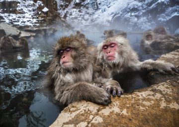 Aquí paz y después gloria