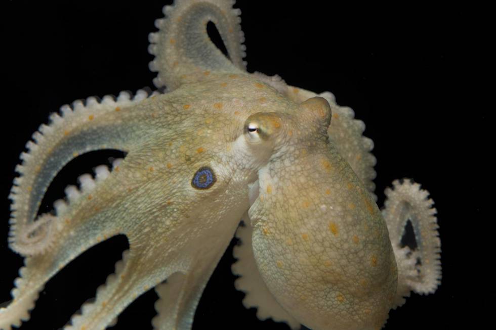 Imagen de un 'Octopus bimaculoides', la especie usada para el experimento.