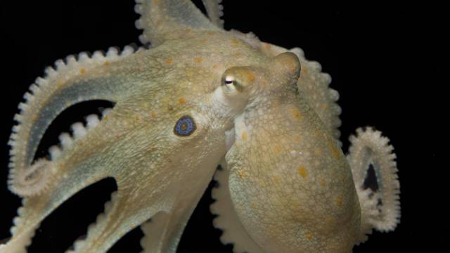 Imagen de un 'Octopus bimaculoides'.