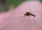 La edición genética elimina una población de mosquitos transmisores de malaria