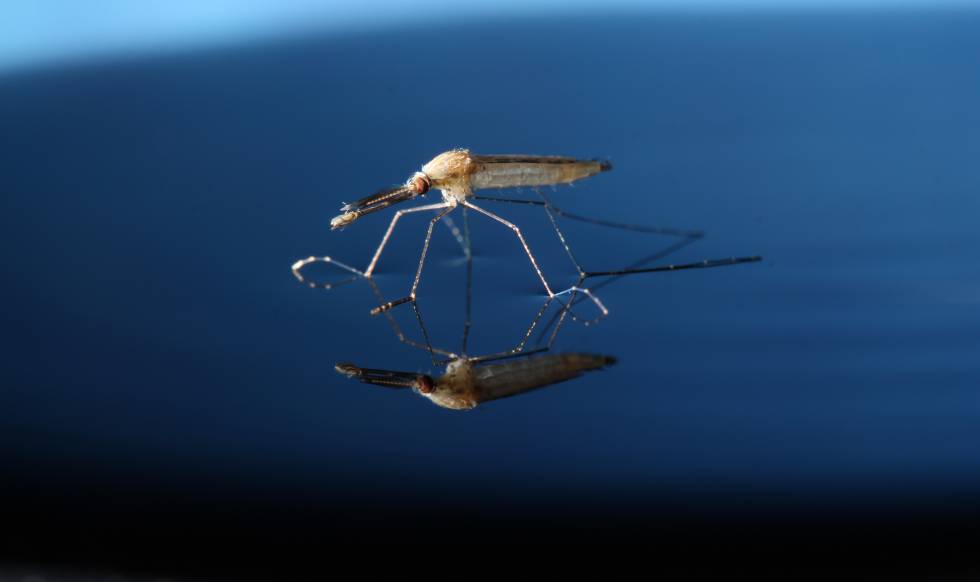 Uno de los mosquitos 'Anopheles gambiae' modificados genéticamente.