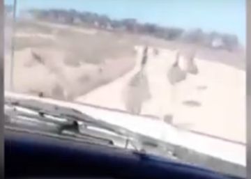 El sádico que se graba atropellando animales mientras se ríe a carcajadas