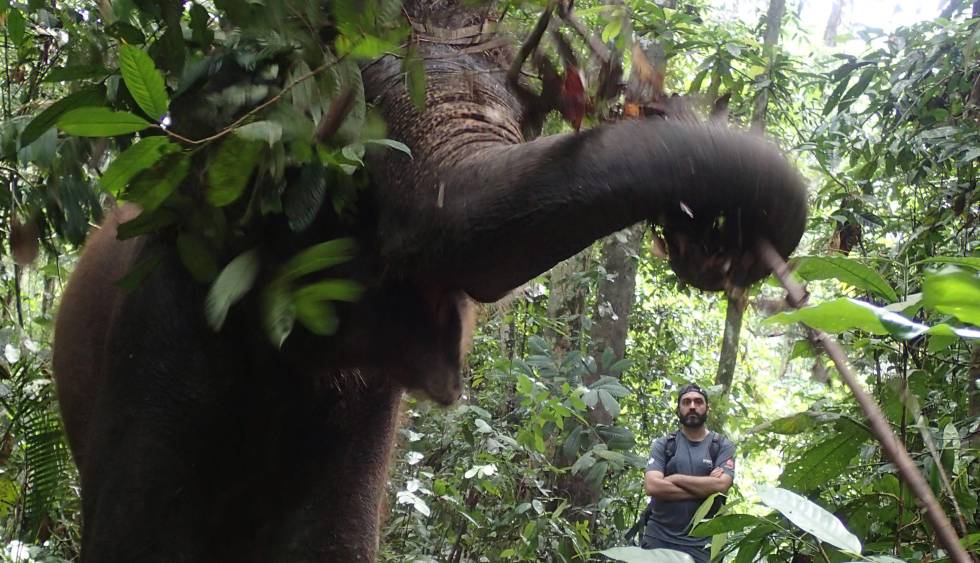 Un investigador observa un elefante en Malasia.