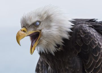 Un ataque de melancolía