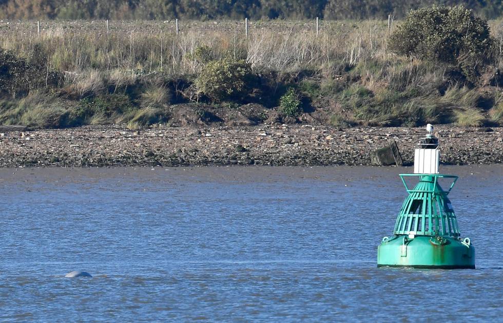 Una ballena beluga nada este martes en el rÃ­o TÃ¡mesis, a unos 40 kilÃ³metros de Londres.