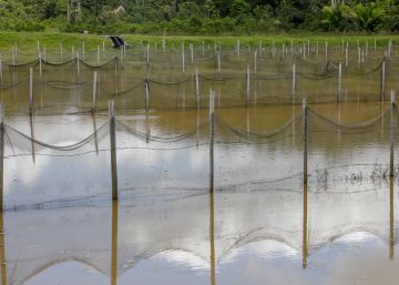 ¿Llega el ODSwashing?