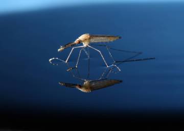 La edición genética elimina una población de mosquitos transmisores de malaria