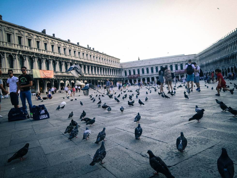 Palomas en la Piazza San Marcos (Venecia)