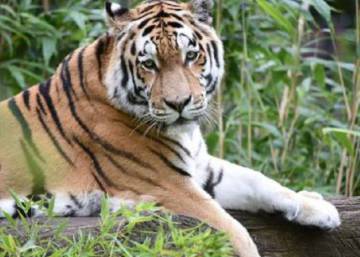 Un Tigre Blanco Mata A Un Cuidador En Su Jaula Del Zoo Japones De Hirakawa Blog Mundo Animal El Pais