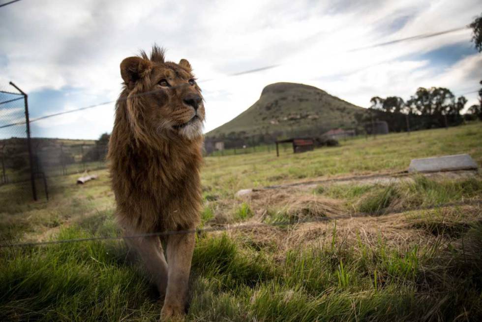 El león 'Saeed' en el santuario de Lionsrock, en Sudáfrica.