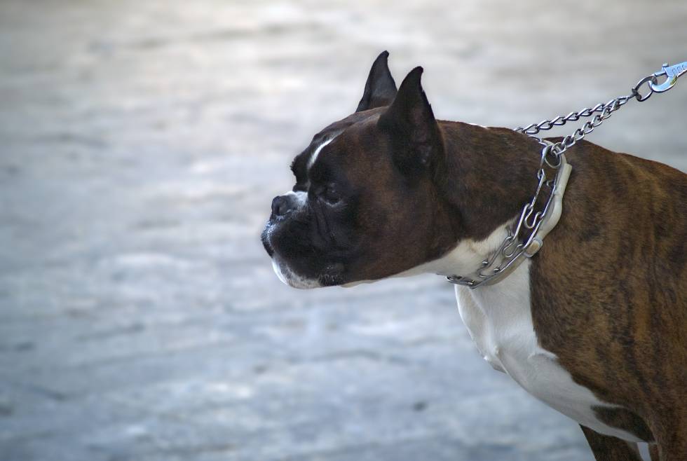 Un perro de raza bóxer, en una imagen de archivo.