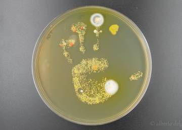 Somos microbios