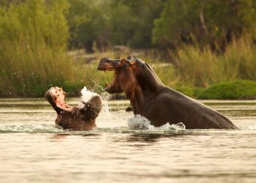 Zambia reactiva su plan para sacrificar a 2.000 hipopótamos