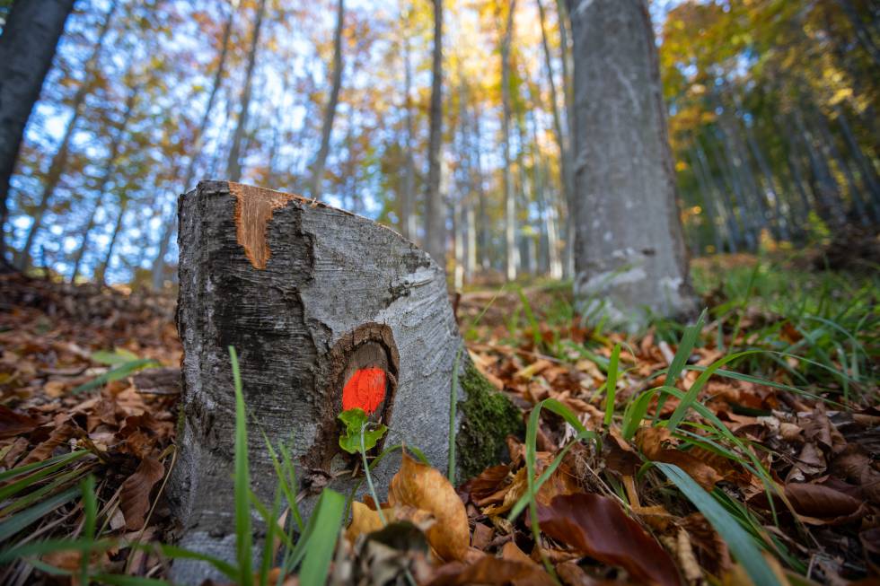 La marca roja indica que el Ã¡rbol puede ser talado.