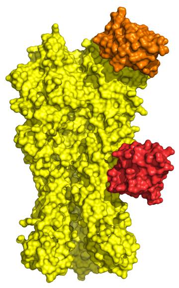 La ilustración muestra el tallo de la proteína hemaglutinina del virus y dos de los anticuerpos de camélidos.