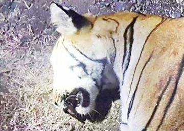Una tigresa ‘asesina’, abatida en India tras una enorme cacería
