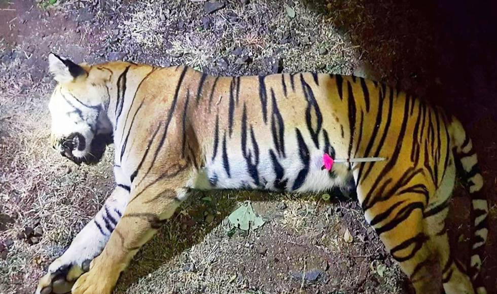 dificultad para orinar video del zoológico