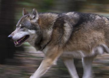 Detenido por caza furtiva un millonario que odia a los lobos