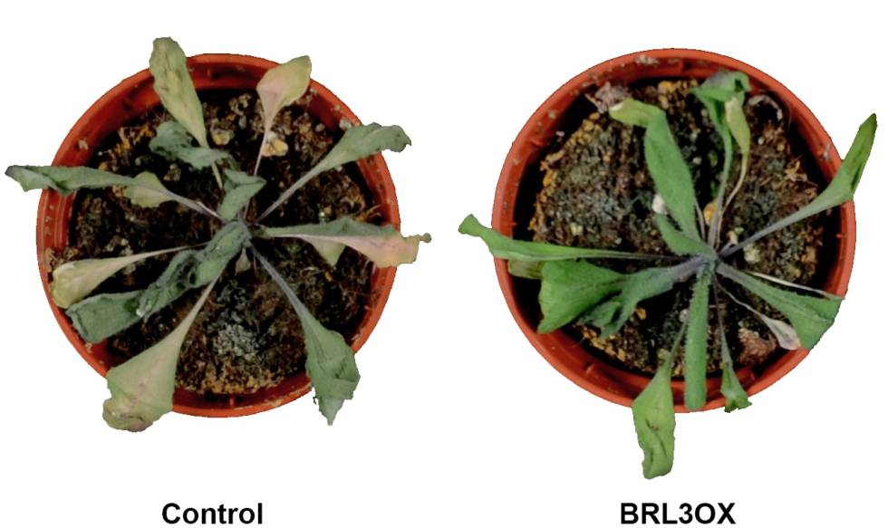 State of plants after water stress: On the left, Arabidopsis without manipulation, on the right, with over expression of steroid receptors.