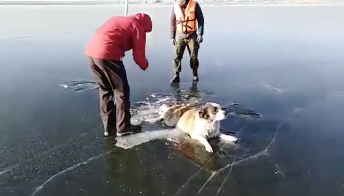 El rescate de un perro que había quedado atrapado en un lago congelado de Rusia