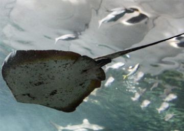 Una raya mata a un hombre en Australia