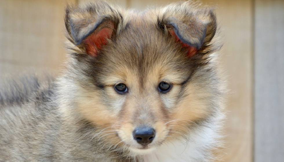 Un cachorro de perro.
