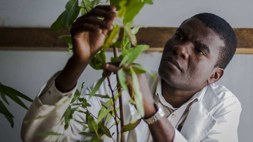 Un fisiÃ³logo de semillas estudia un eucalipto en Zimbabue.