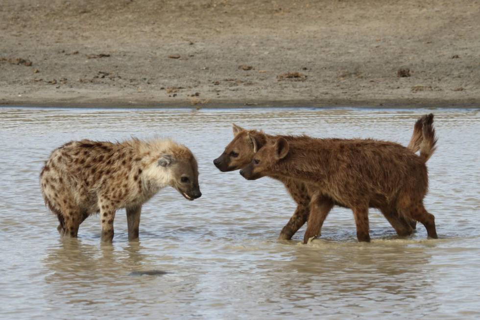 Dos hienas se aproximan a un tercer ejemplar, en actitud amenazante.