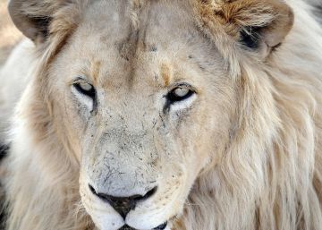 Un león ayuda a otro a escapar del ataque de 20 hienas