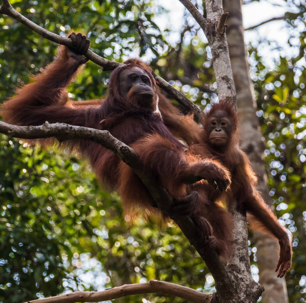 Las orangutanas cuidan a sus crÃ­as hasta los nueve aÃ±os.