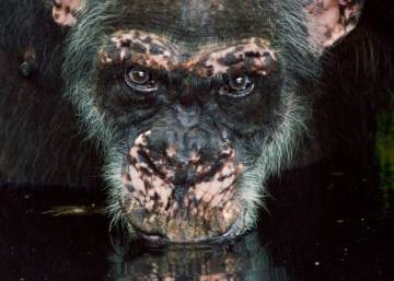 Las chimpancés cazadoras dan pistas sobre los primeros humanos